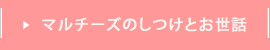 マルチーズのしつけとお世話