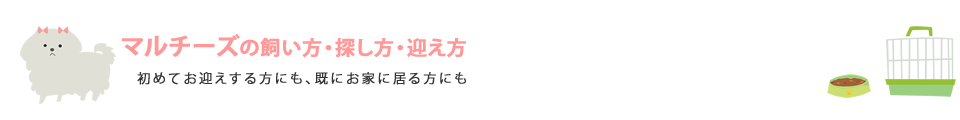 マルチーズの飼い方・探し方・迎え方