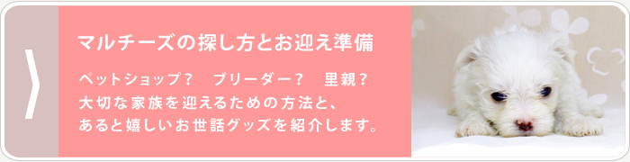 マルチーズの探し方とお迎え準備