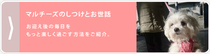 マルチーズのしつけとお世話